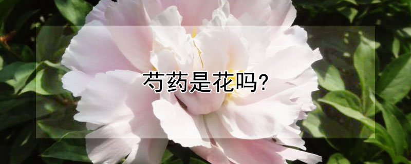 芍药是花吗? 芍药是一种花吗