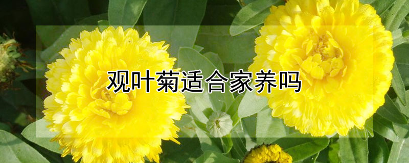 观叶菊适合家养吗（银叶菊适合在家养吗）