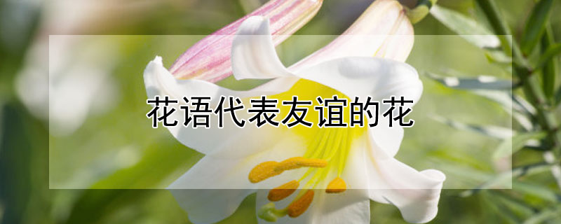 花语代表友谊的花（花语是代表友谊的花）