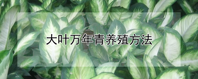 大叶万年青养殖方法 大叶万年青养殖方法与技巧
