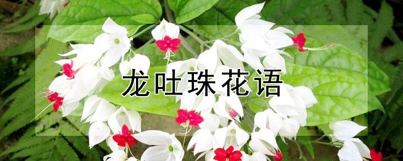 龙吐珠花语 龙吐珠花语是什么?