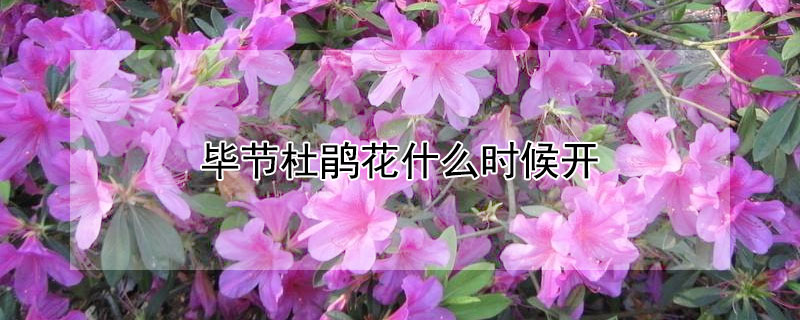 毕节杜鹃花什么时候开（毕节杜鹃花几月份开）