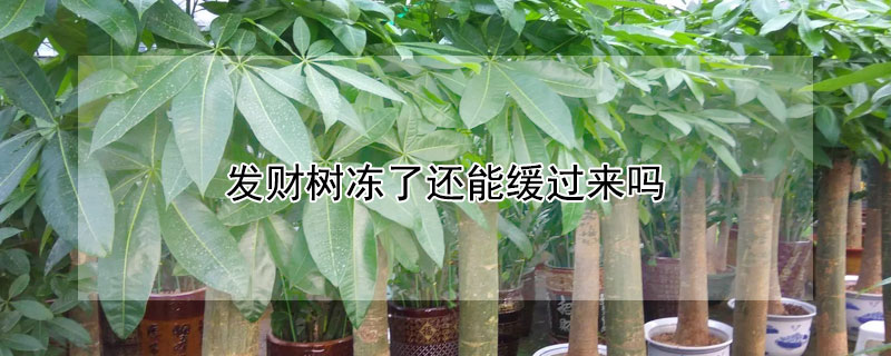 发财树冻了还能缓过来吗（发财树冻了还能活吗）