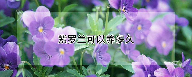 紫罗兰可以养多久 紫罗兰鲜花可以养多久