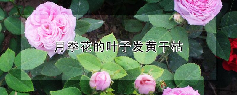 月季花的叶子发黄干枯（月季花的叶子发黄干枯掉了）