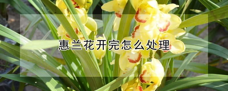 惠兰花开完怎么处理（惠兰花开花了怎么养）