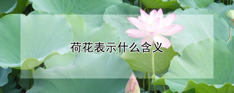 荷花表示什么含义（荷花的意思和含义是什么）