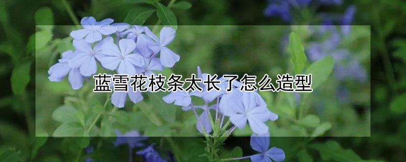 蓝雪花枝条太长了怎么造型（蓝雪花怎样修剪才能让枝条更丰满）