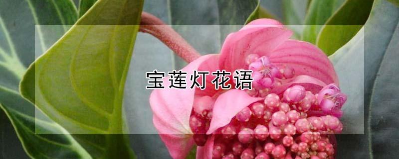 宝莲灯花语 宝莲灯花语文案