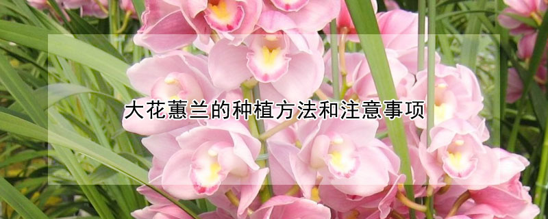 大花蕙兰的种植方法和注意事项 大花蕙兰的栽培技术