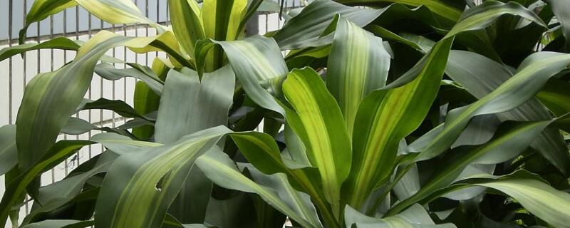 香龙血树寓意 香龙血树的寓意