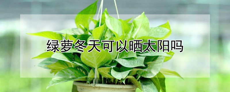 绿萝冬天可以晒太阳吗（绿萝冬天可以晒太阳吗?）