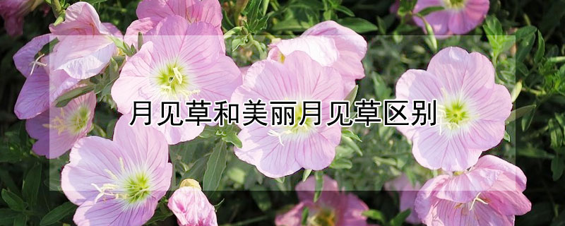 月见草和美丽月见草区别 见月草和月见草的区别?