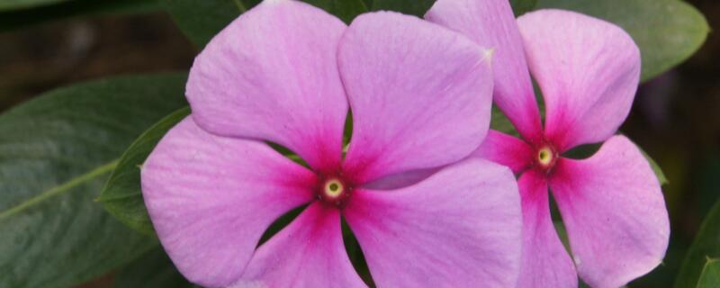 五叶梅的花语(五瓣梅的花语)