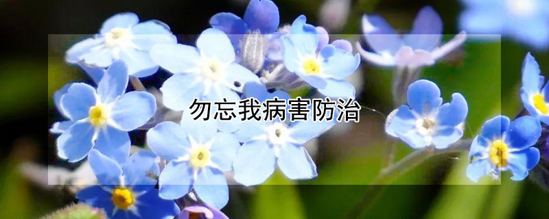 勿忘我病害防治（勿忘我病害防治图片）