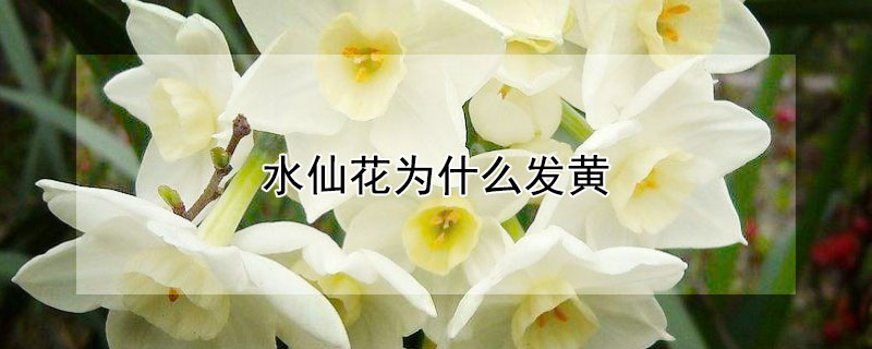 水仙花为什么发黄（水仙花为什么会发黄）