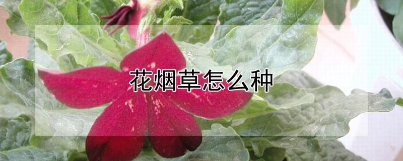 花烟草怎么种（烟草花种植）