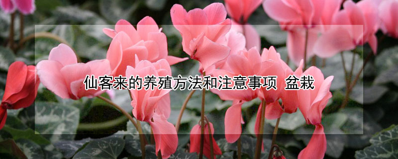 仙客来的养殖方法和注意事项(仙客来的养殖方法和注意事项及花期)