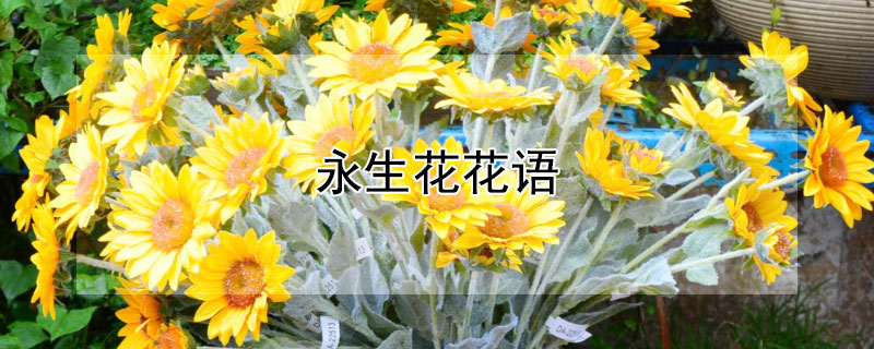 永生花花语（永生花花语含义）