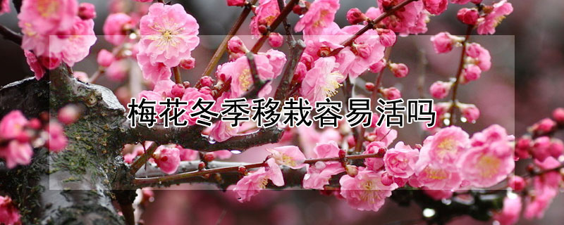 梅花冬季移栽容易活吗（梅花冬天移栽会成活吗）