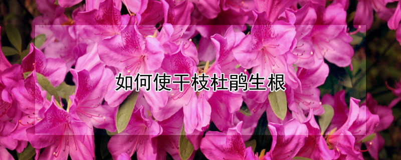 如何使干枝杜鹃生根（杜鹃花插枝能生根吗）