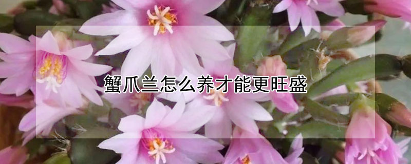 蟹爪兰怎么养才能更旺盛（夏天蟹爪兰怎么养才能更旺盛）