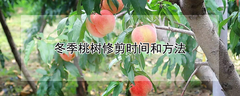 冬季桃树修剪时间和方法（桃树秋季修剪技术时间）
