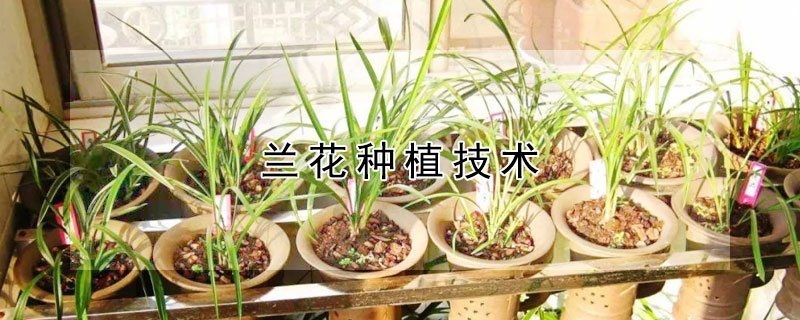 兰花种植技术 冬季西兰花种植技术