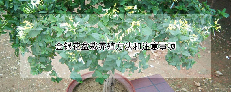 金银花盆栽养殖方法和注意事项 金银花的养殖方法和注意事项