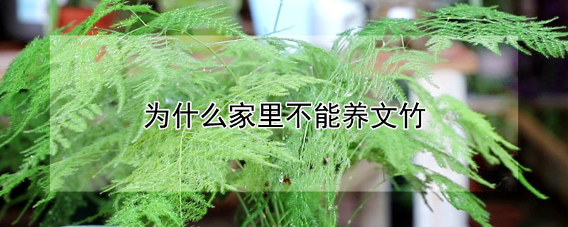 为什么家里不能养文竹(为什么家里不能养文竹放在哪里风水好)