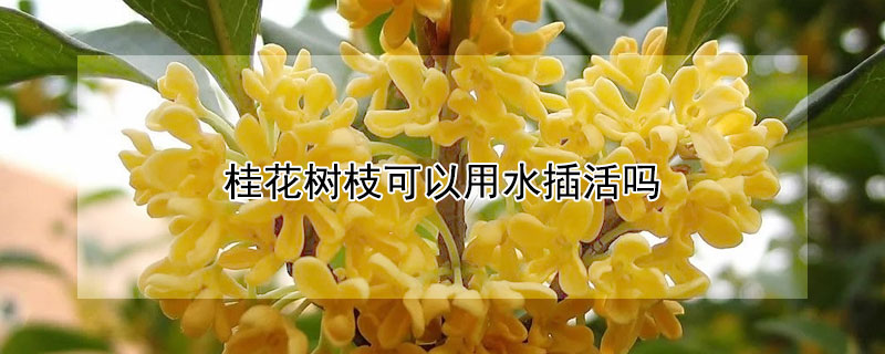 桂花树枝可以用水插活吗 桂花枝需要用水插吗