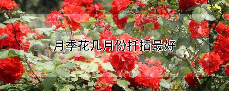 月季花几月份扦插最好（月季花什么时候扦插合适）