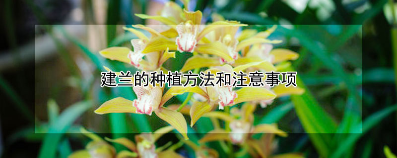 建兰的种植方法和注意事项（建兰用什么植料栽培）