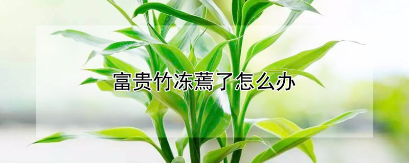 富贵竹冻蔫了怎么办（富贵竹冻坏了怎么办）