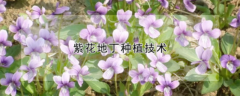 紫花地丁种植技术 紫花地丁种植技术及亩收益