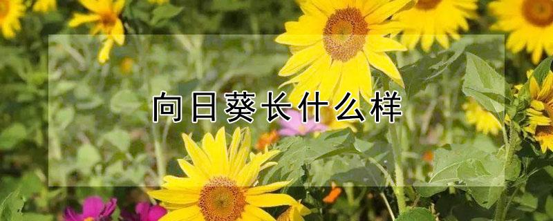 向日葵长什么样（向日葵长什么样子图片）