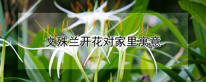 文殊兰开花对家里寓意（文殊兰开花风水讲究）