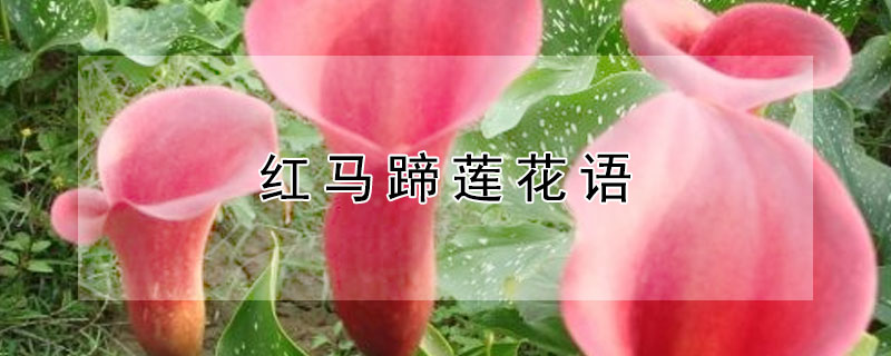 红马蹄莲花语（马蹄莲花语）