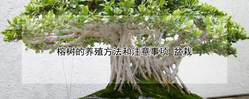 榕树的养殖方法和注意事项 金钱榕树的养殖方法和注意事项