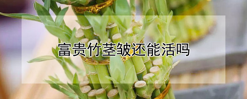 富贵竹茎皱还能活吗（富贵竹杆子发皱干了能活吗）