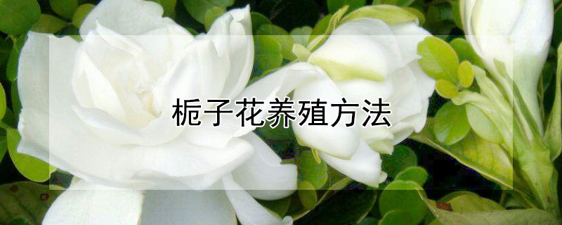 栀子花养殖方法(栀子花养殖方法和注意事项大全)