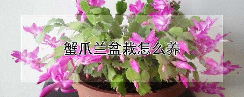 蟹爪兰盆栽怎么养(蟹爪兰花卉室内盆栽怎么养)