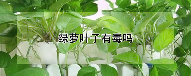 绿萝叶子有毒吗 兔子吃绿萝叶子有毒吗