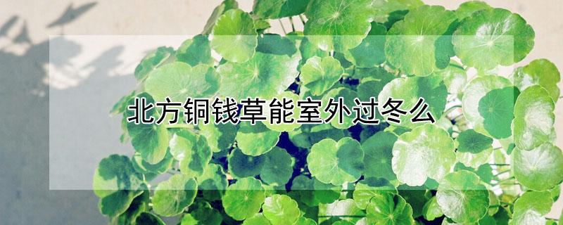北方铜钱草能室外过冬么（铜钱草能在室外越冬吗）