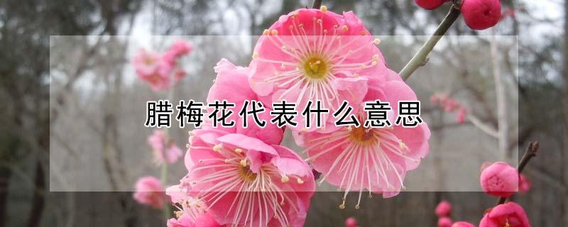 腊梅花代表什么意思 腊梅花象征