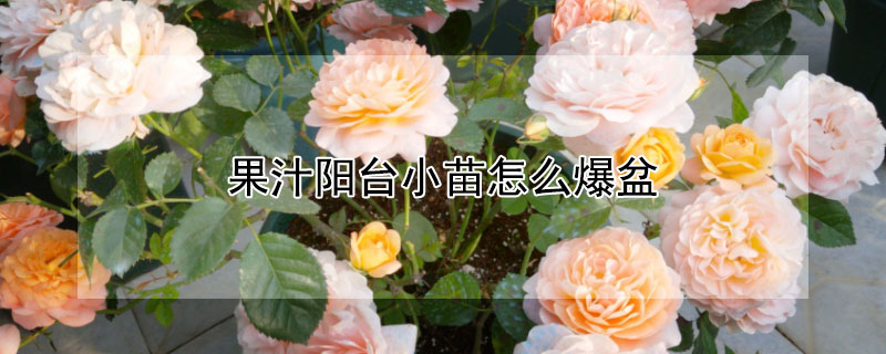 果汁阳台小苗怎么爆盆(果汁阳台小苗用多大的盆)