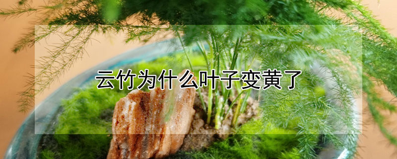 云竹为什么叶子变黄了 云竹长黄叶子怎么办