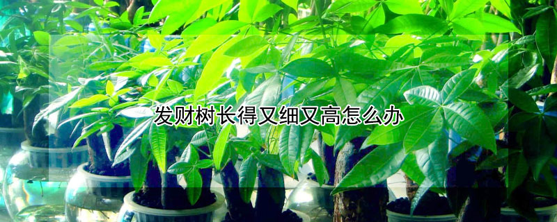 发财树长得又细又高怎么办（发财树长得又细又高怎么办视频）