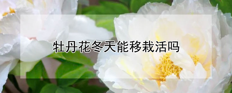 牡丹花冬天能移栽活吗（冬天可以栽牡丹花吗）
