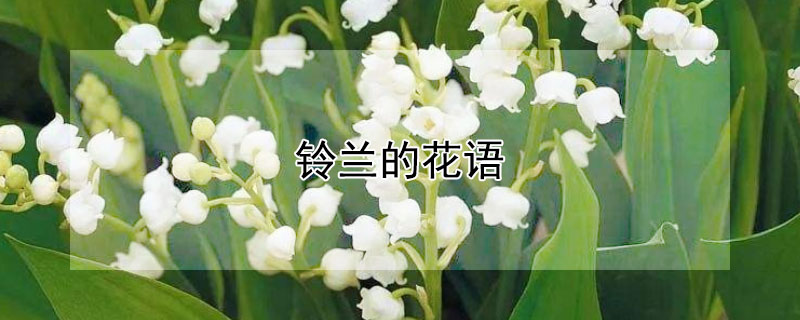 铃兰的花语（铃兰花的花语铃兰的花语）